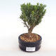 Kryty bonsai - Buxus harlandii - korek buxus PB2201051 - 1/4