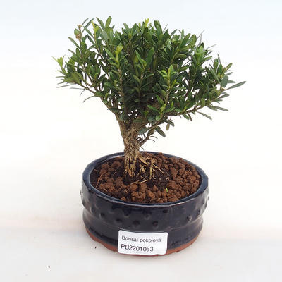 Kryty bonsai - Buxus harlandii - korek buxus PB2201053 - 1