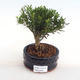 Kryty bonsai - Buxus harlandii - korek buxus PB2201053 - 1/4
