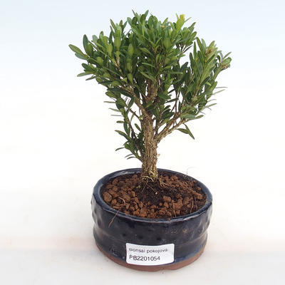 Kryty bonsai - Buxus harlandii - korek buxus PB2201054 - 1