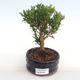 Kryty bonsai - Buxus harlandii - korek buxus PB2201054 - 1/4