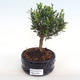 Kryty bonsai - Buxus harlandii - korek buxus PB2201055 - 1/4