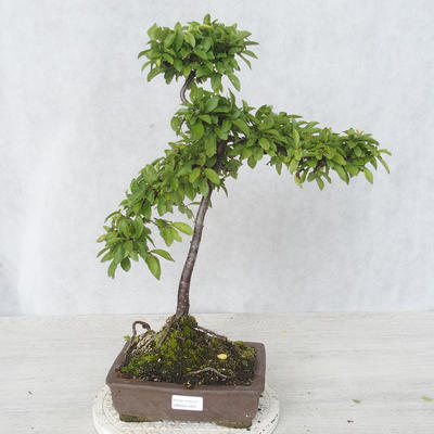 Outdoor bonsai - Prunus spinosa - Tarnina - 1