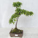 Outdoor bonsai - Prunus spinosa - Tarnina - 1/2
