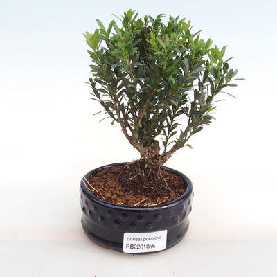 Kryty bonsai - Buxus harlandii - korek buxus PB2201056 - 1
