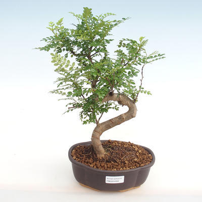 Kryty bonsai - Zantoxylum piperitum - Pieprz PB2201058 - 1