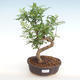 Kryty bonsai - Zantoxylum piperitum - Pieprz PB2201058 - 1/4