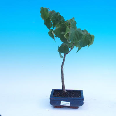Outdoor bonsai - Tilia cordata - Tilia cordata
