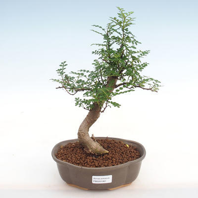 Kryty bonsai - Zantoxylum piperitum - Pieprz PB2201061 - 1
