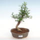Kryty bonsai - Zantoxylum piperitum - Pieprz PB2201061 - 1/4