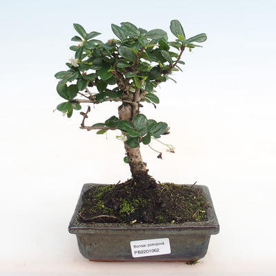 Kryty bonsai - Carmona macrophylla - herbata Fuki PB2201062 - 1