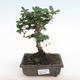 Kryty bonsai - Carmona macrophylla - herbata Fuki PB2201062 - 1/5