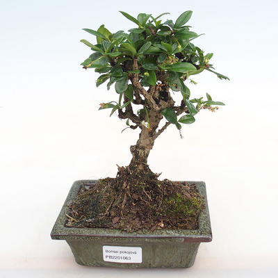 Kryty bonsai - Carmona macrophylla - herbata Fuki PB2201063 - 1