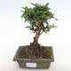 Kryty bonsai - Carmona macrophylla - herbata Fuki PB2201063 - 1/5
