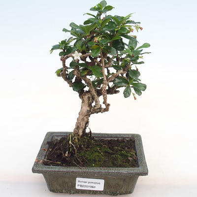 Kryty bonsai - Carmona macrophylla - herbata Fuki PB2201064 - 1