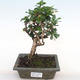 Kryty bonsai - Carmona macrophylla - herbata Fuki PB2201064 - 1/5