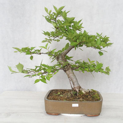 Outdoor bonsai-Ulmus Glabra-Solid glina - 1