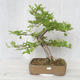 Outdoor bonsai-Ulmus Glabra-Solid glina - 1/4