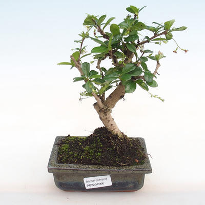 Kryty bonsai - Carmona macrophylla - herbata Fuki PB2201066 - 1