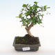 Kryty bonsai - Carmona macrophylla - herbata Fuki PB2201066 - 1/5