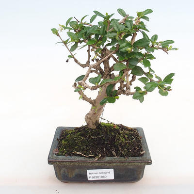 Kryty bonsai - Carmona macrophylla - herbata Fuki PB2201069 - 1