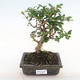 Kryty bonsai - Carmona macrophylla - herbata Fuki PB2201069 - 1/5
