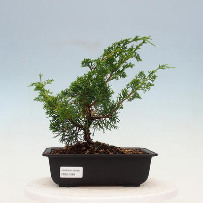 Outdoor bonsai - Juniperus chinensis Itoigawa-jałowiec chiński