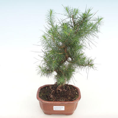 Indoor bonsai-Pinus halepensis-Aleppo sosna PB2201070