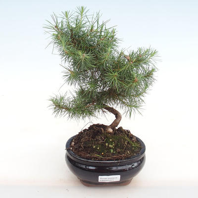 Kryty sosna bonsai-Pinus halepensis-Aleppo PB2201071