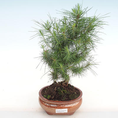 Kryty sosna bonsai-Pinus halepensis-Aleppo PB2201073