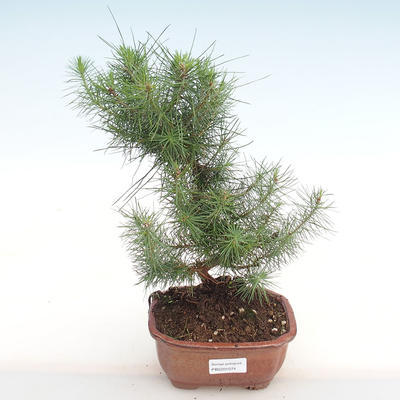 Kryty sosna bonsai-Pinus halepensis-Aleppo PB2201074