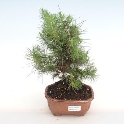 Kryty sosna bonsai-Pinus halepensis-Aleppo PB2201075