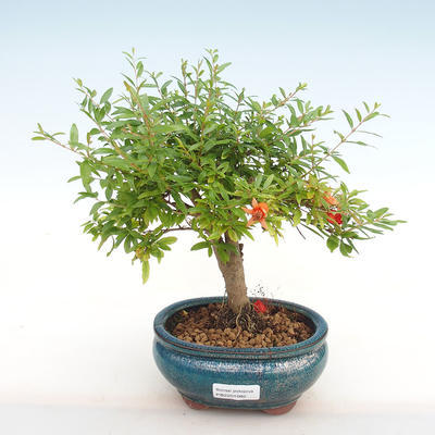 Kryty bonsai-PUNICA granatum nana-Pomegranate PB2201082 - 1