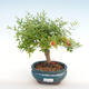 Kryty bonsai-PUNICA granatum nana-Pomegranate PB2201082 - 1/3