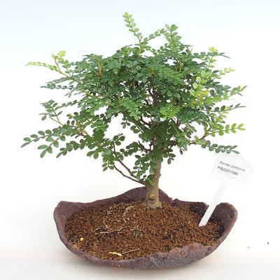 Kryty bonsai - Zantoxylum piperitum - Papryka PB2201086 - 1
