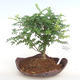 Kryty bonsai - Zantoxylum piperitum - Papryka PB2201086 - 1/4