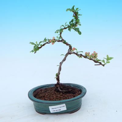 Outdoor bonsai - Japoński pigwy - 1