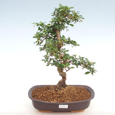 Kryty bonsai - Carmona macrophylla - herbata Fuki PB2201090 - 1