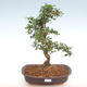 Kryty bonsai - Carmona macrophylla - herbata Fuki PB2201090 - 1/5
