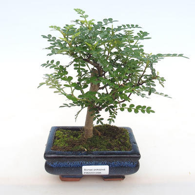 Kryty bonsai - Zantoxylum piperitum - Papryka PB2201098 - 1
