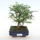 Kryty bonsai - Zantoxylum piperitum - Papryka PB2201098 - 1/4