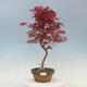 Bonsai outdoor - Maple palmatum DESHOJO - Maple palmate - 1/2