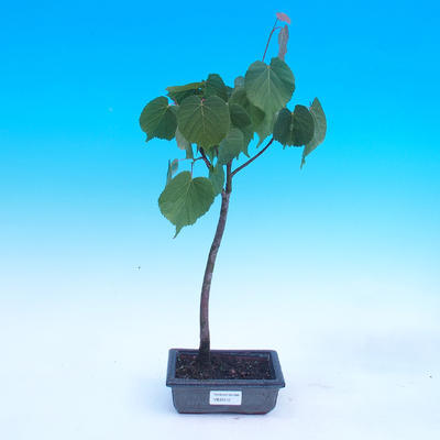 Outdoor bonsai - Tilia cordata - Tilia cordata