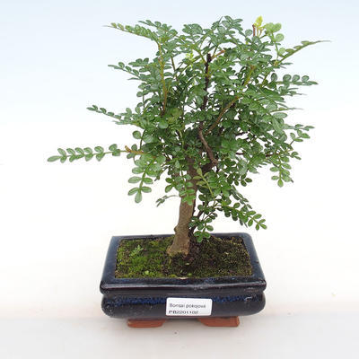 Kryty bonsai - Zantoxylum piperitum - Papryka PB2201102 - 1