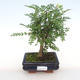 Kryty bonsai - Zantoxylum piperitum - Papryka PB2201102 - 1/4