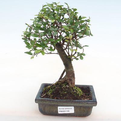 Wewnątrz bonsai-Ulmus Parvifolia-Wiąz drobnolistny PB2201105