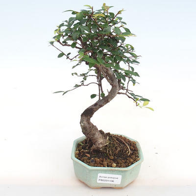 Wewnątrz bonsai-Ulmus Parvifolia-Wiąz drobnolistny PB2201106