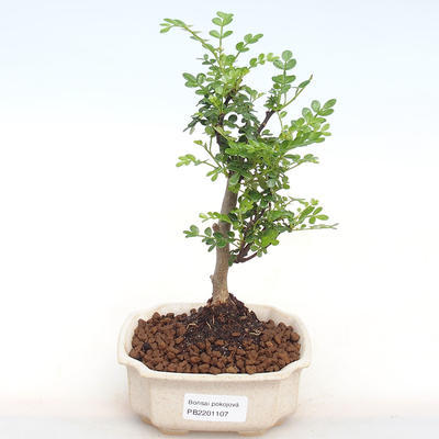 Kryty bonsai - Zantoxylum piperitum - Papryka PB2201107 - 1