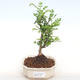 Kryty bonsai - Zantoxylum piperitum - Papryka PB2201107 - 1/5