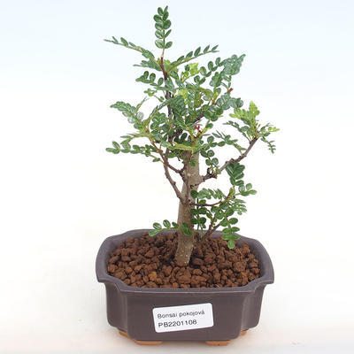 Kryty bonsai - Zantoxylum piperitum - Papryka PB2201108 - 1
